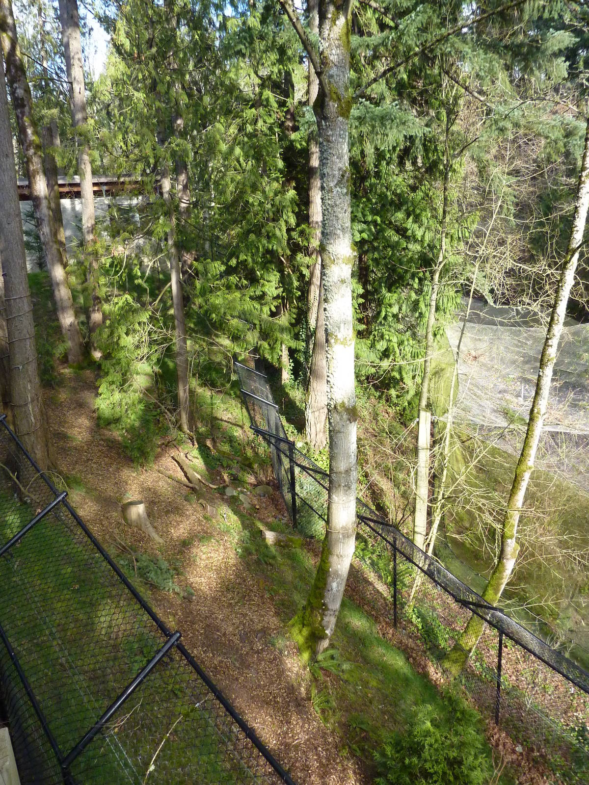 American Black Bear Exhibit