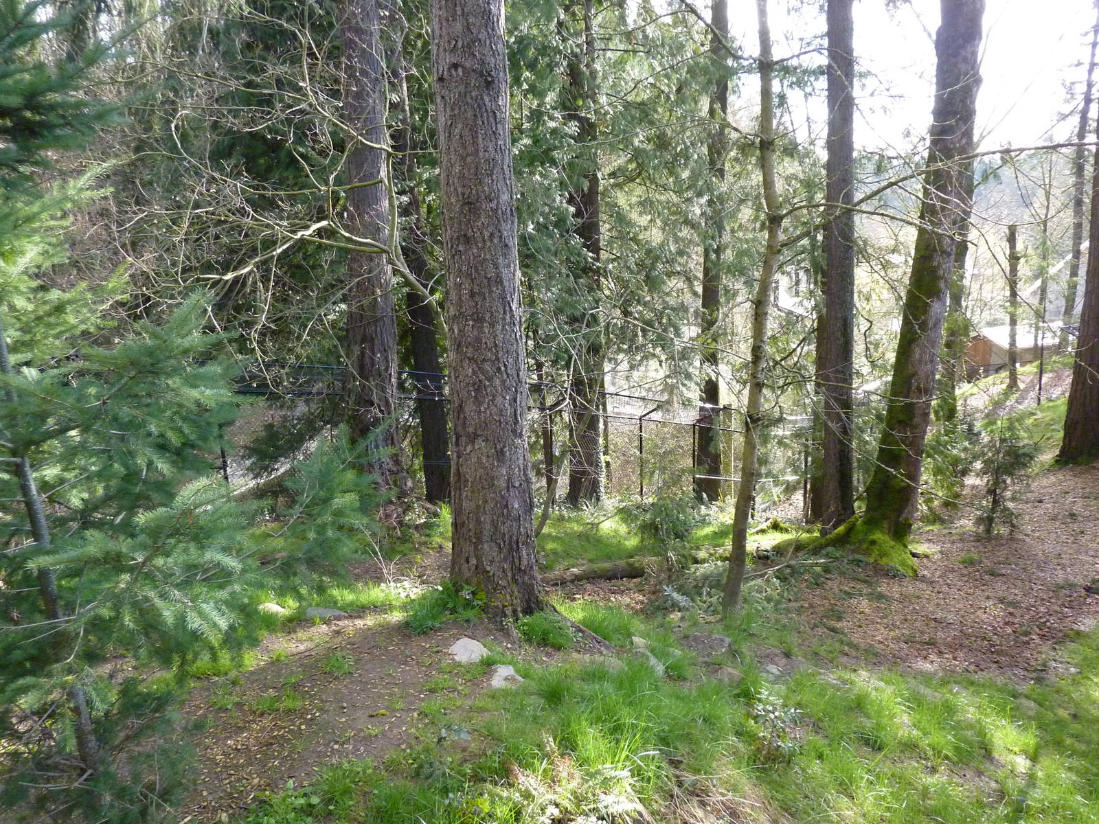 American Black Bear Exhibit