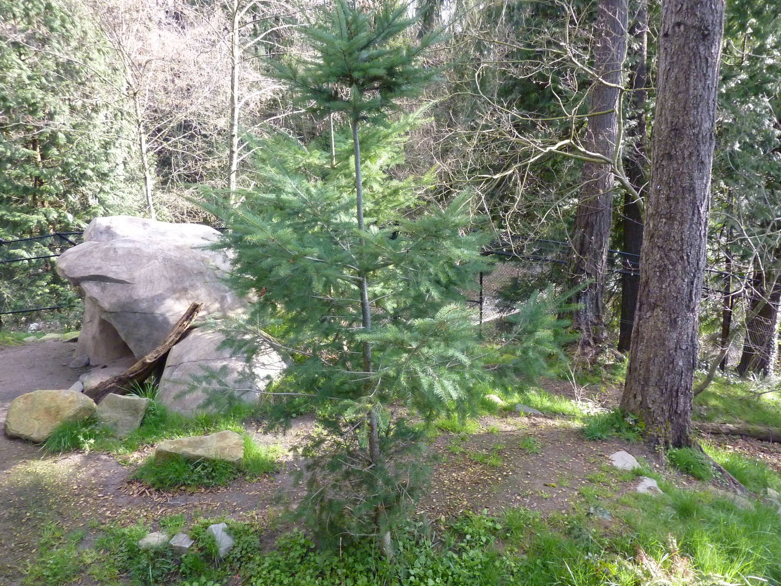 American Black Bear Exhibit