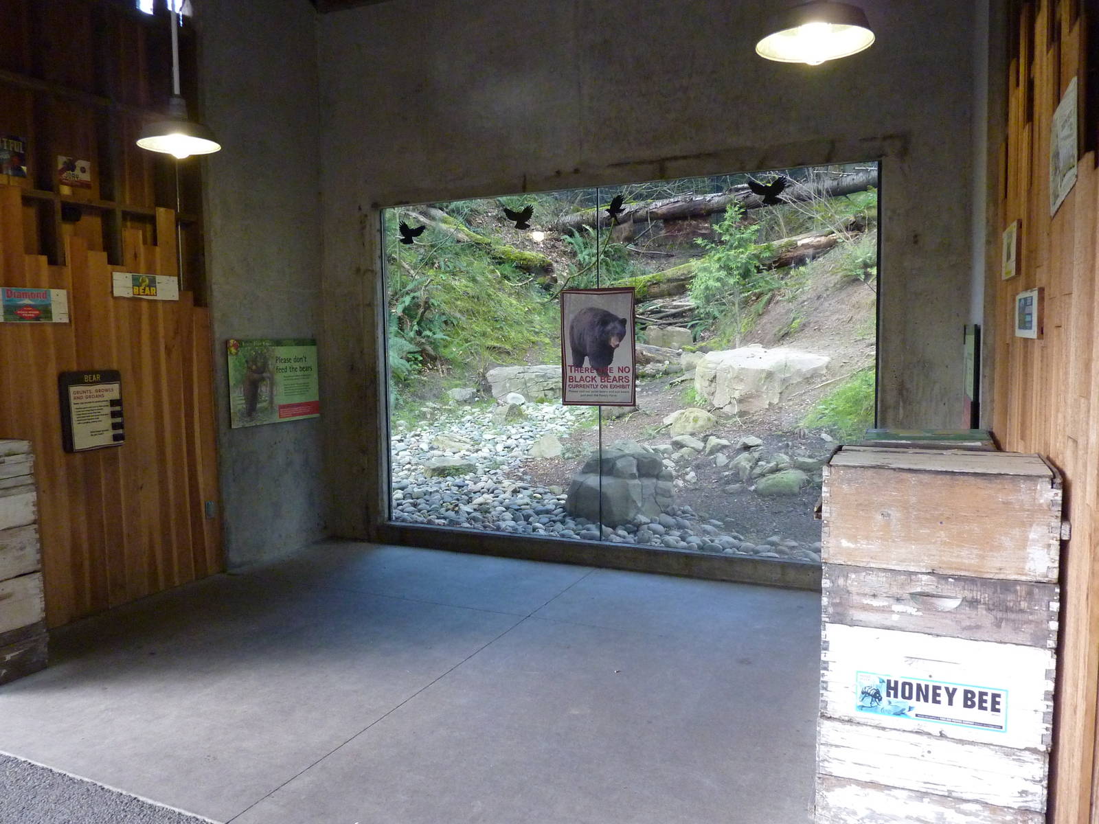 American Black Bear Exhibit