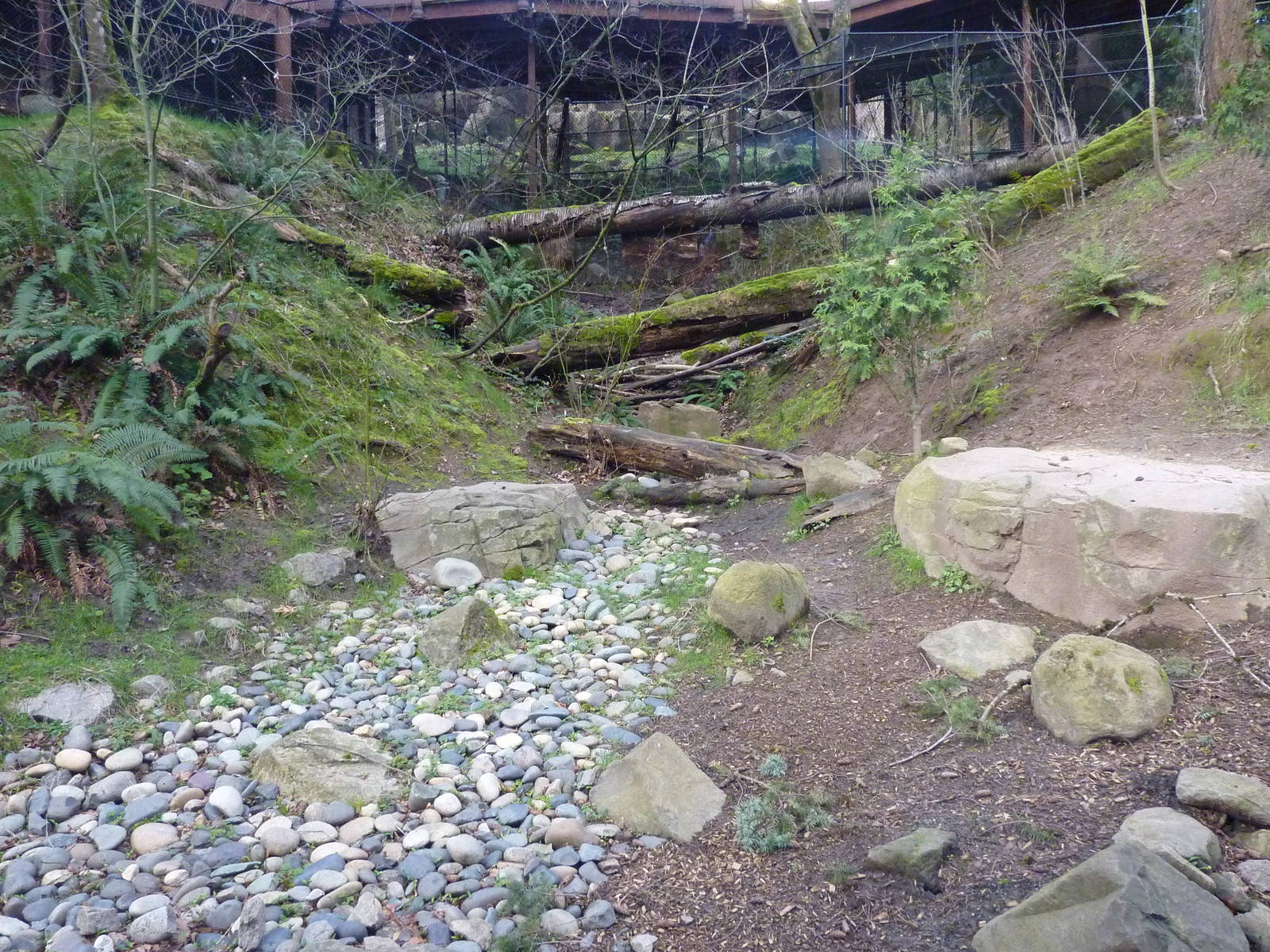 American Black Bear Exhibit