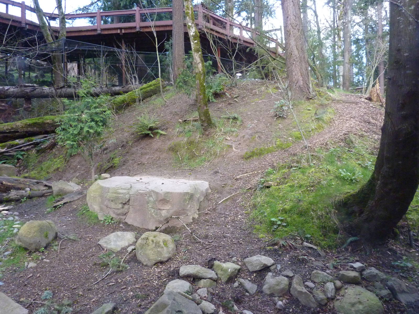 American Black Bear Exhibit