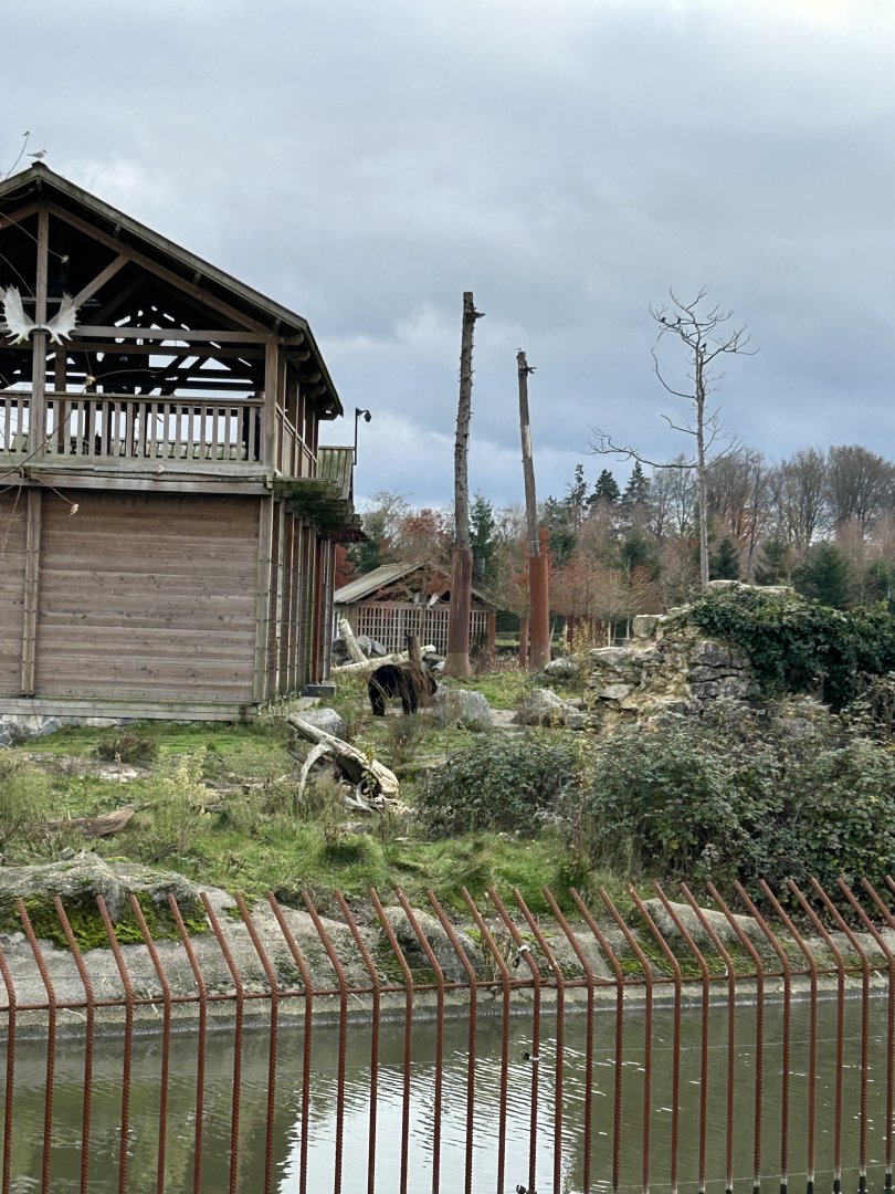 American black bear exhibit