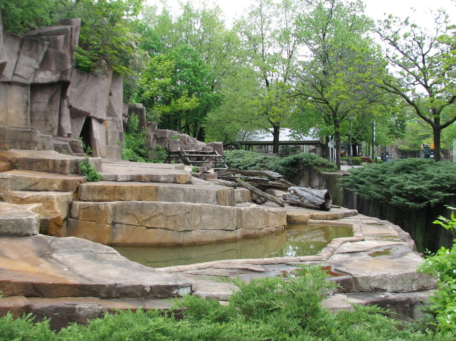 American Black Bear Exhibit