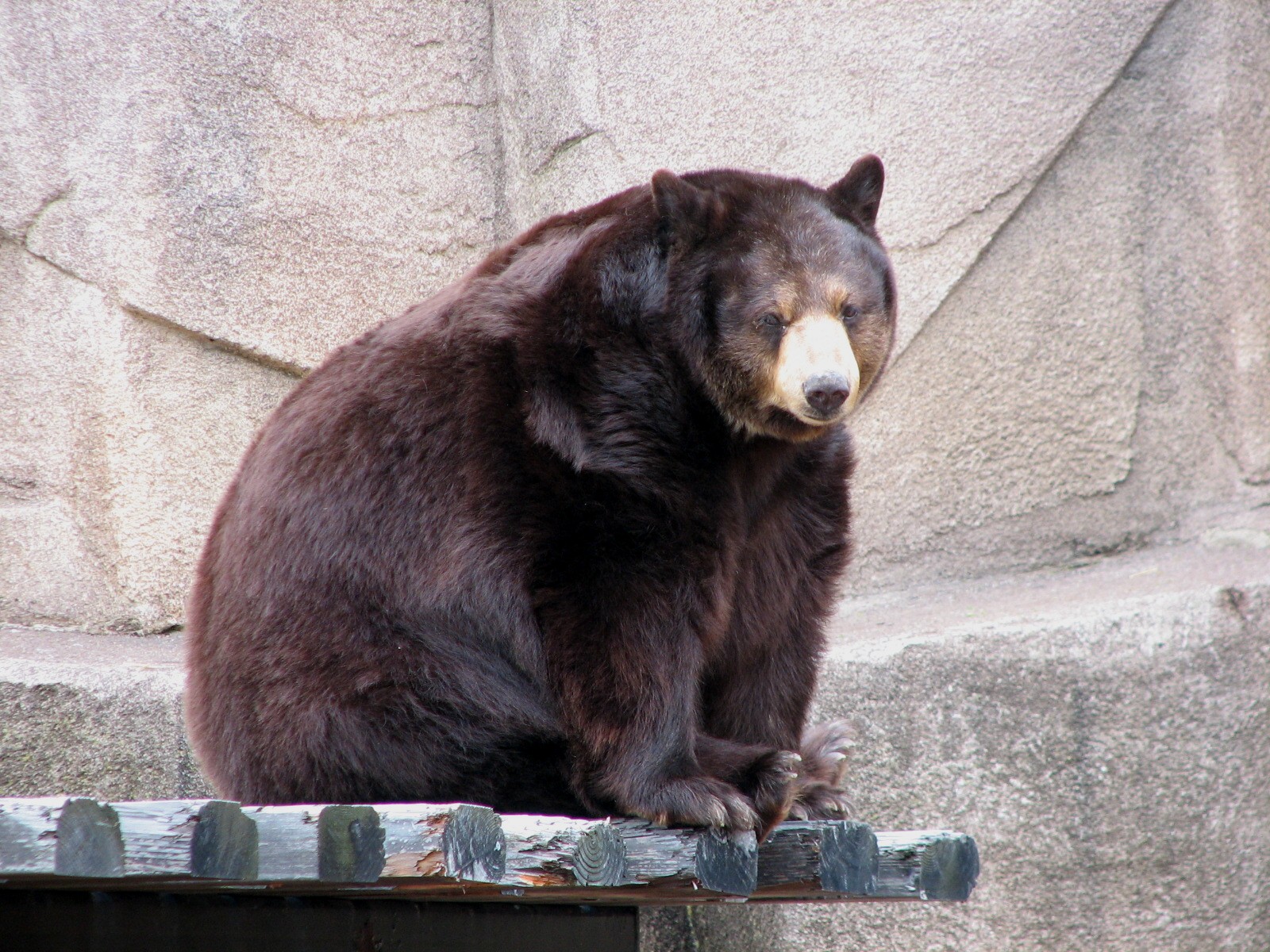 American Black Bear Exhibit