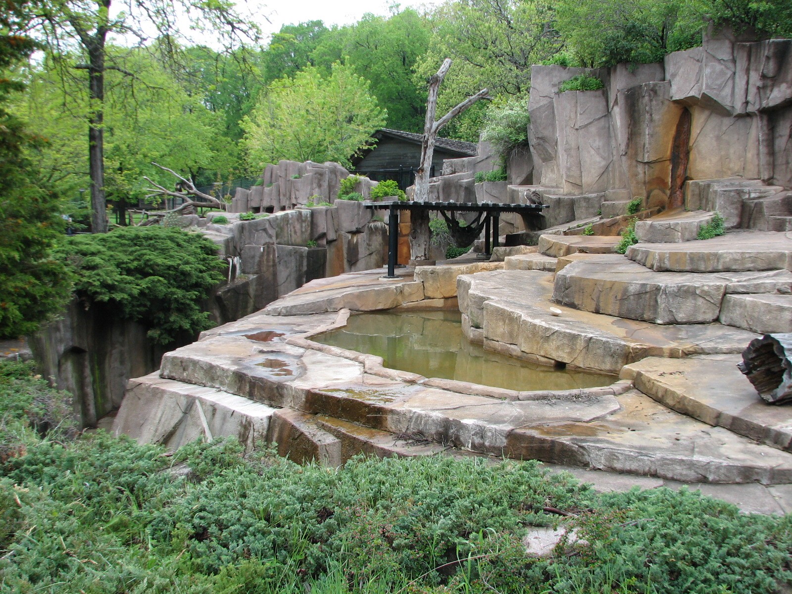 American Black Bear Exhibit
