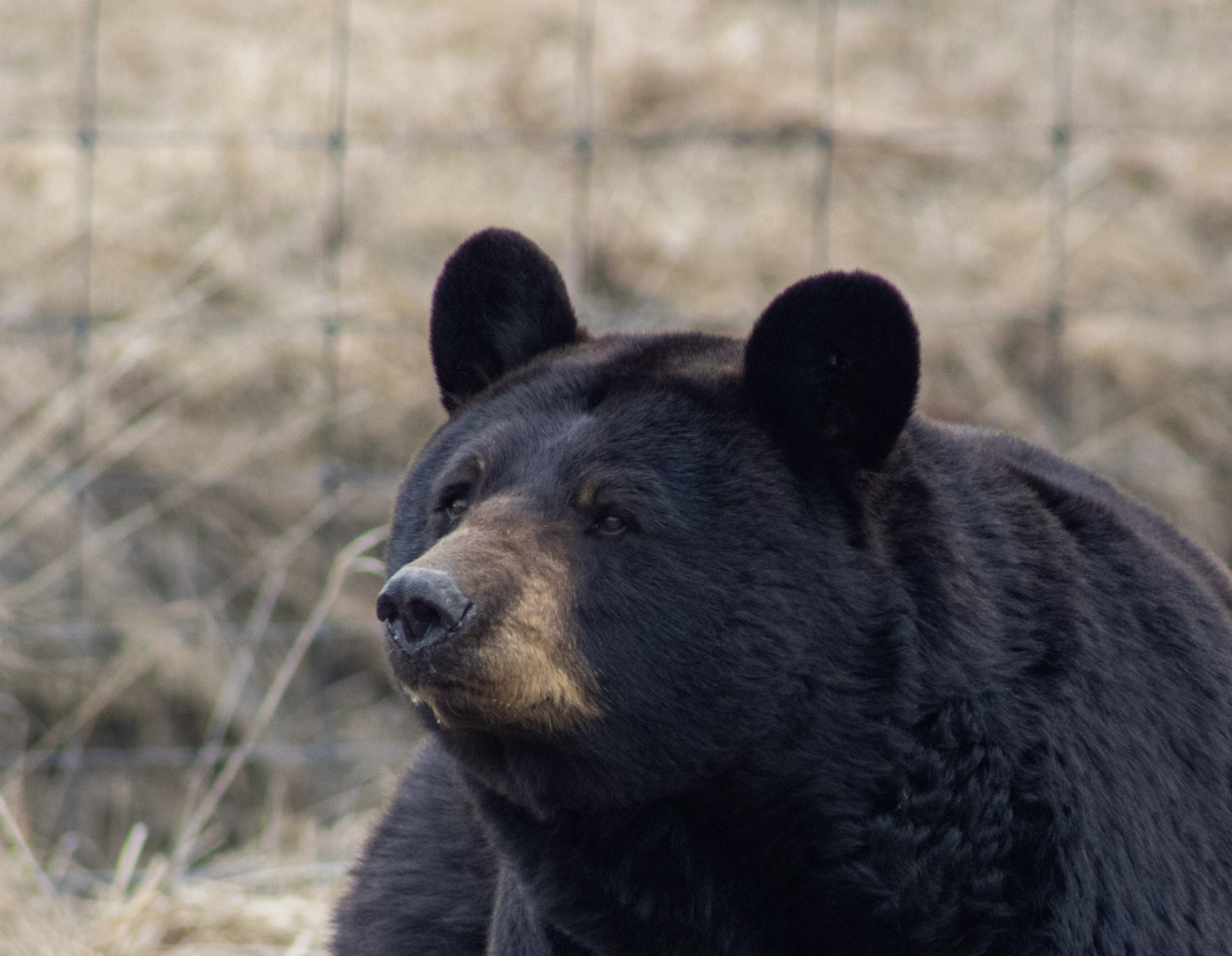 American Black Bear face