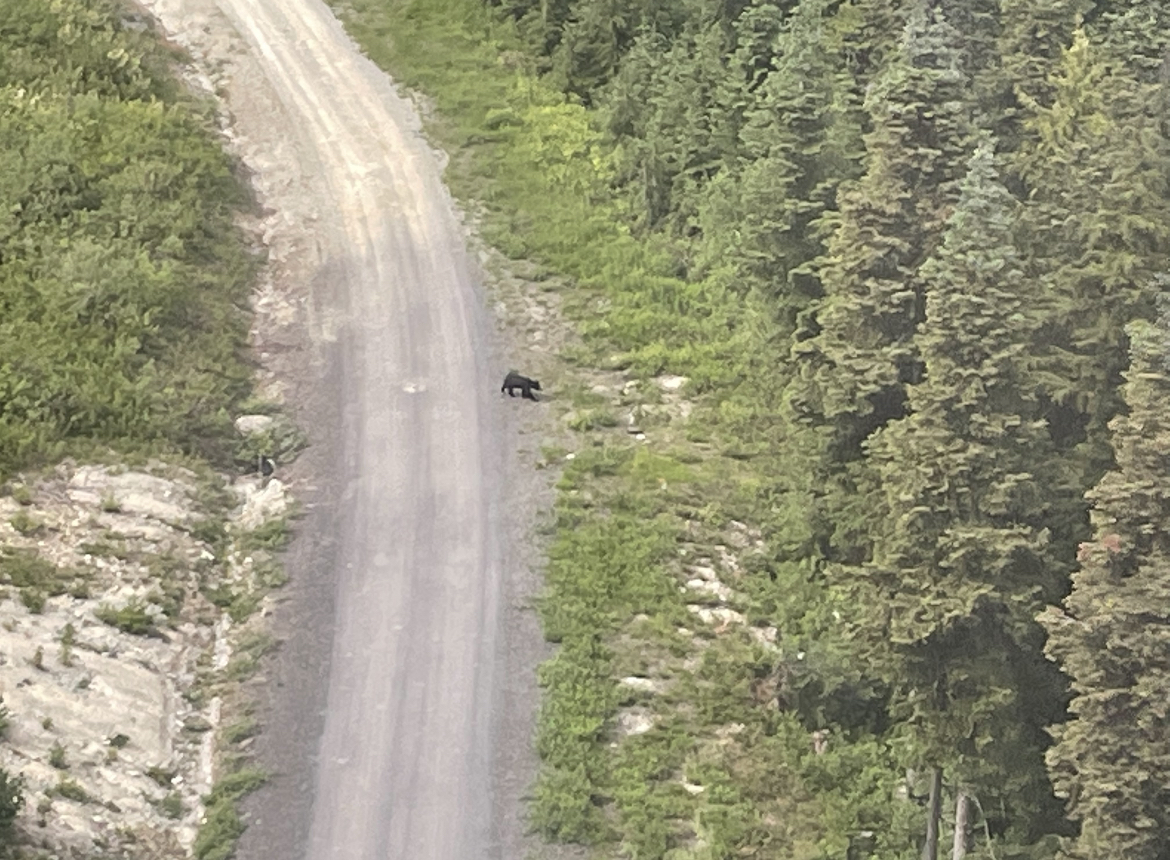 American Black Bear, from gondola
