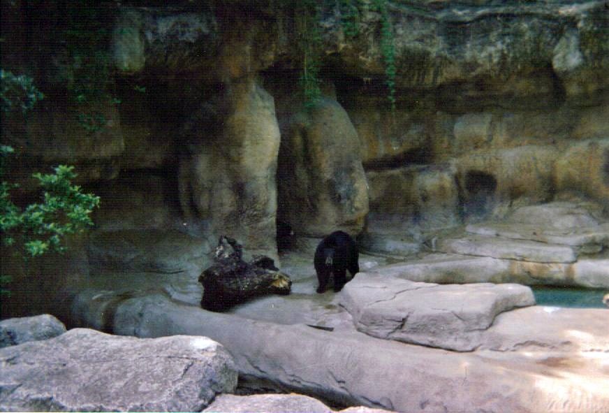 American Black Bear Grotto - May 2004