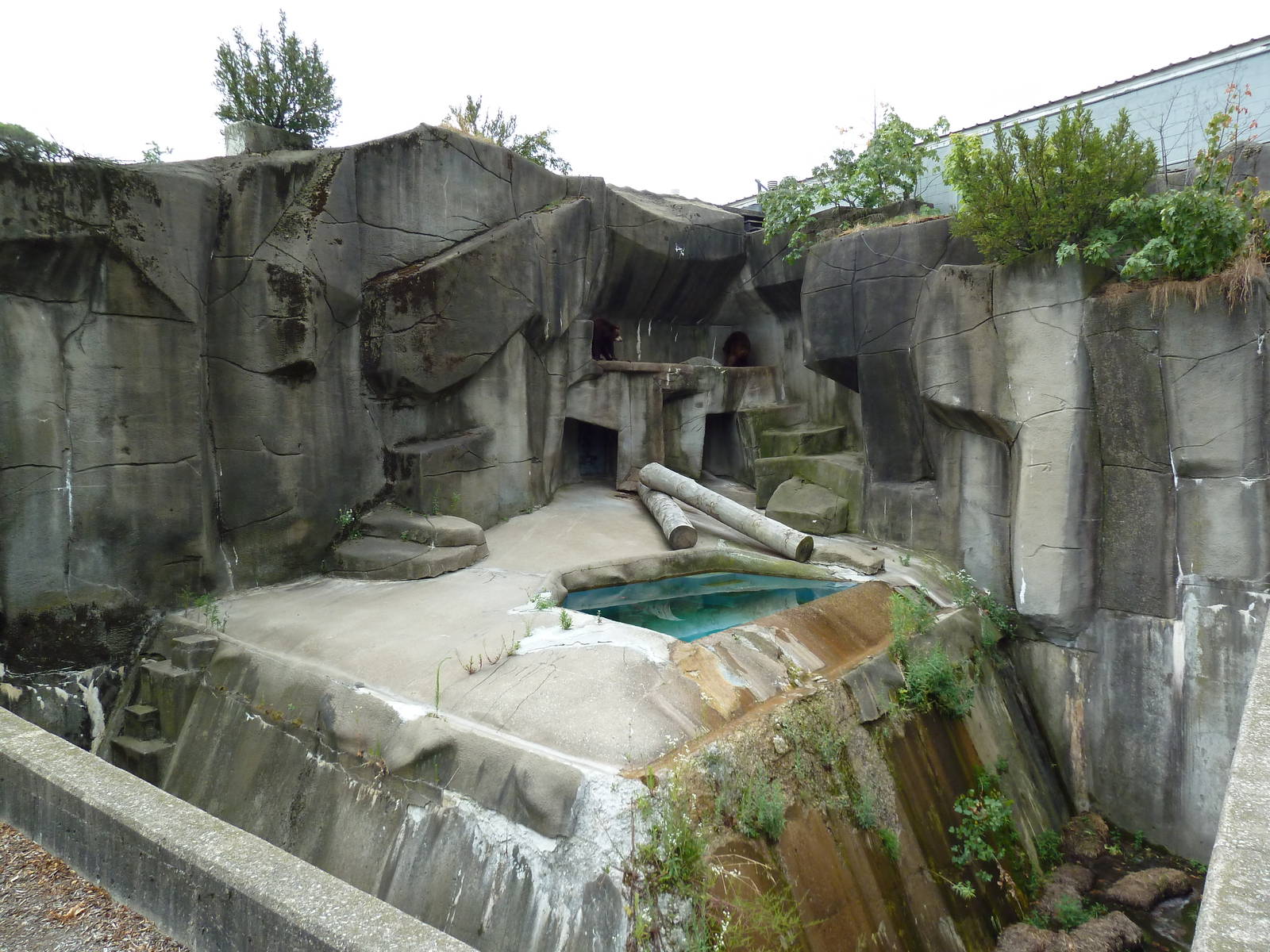 American Black Bear Grotto