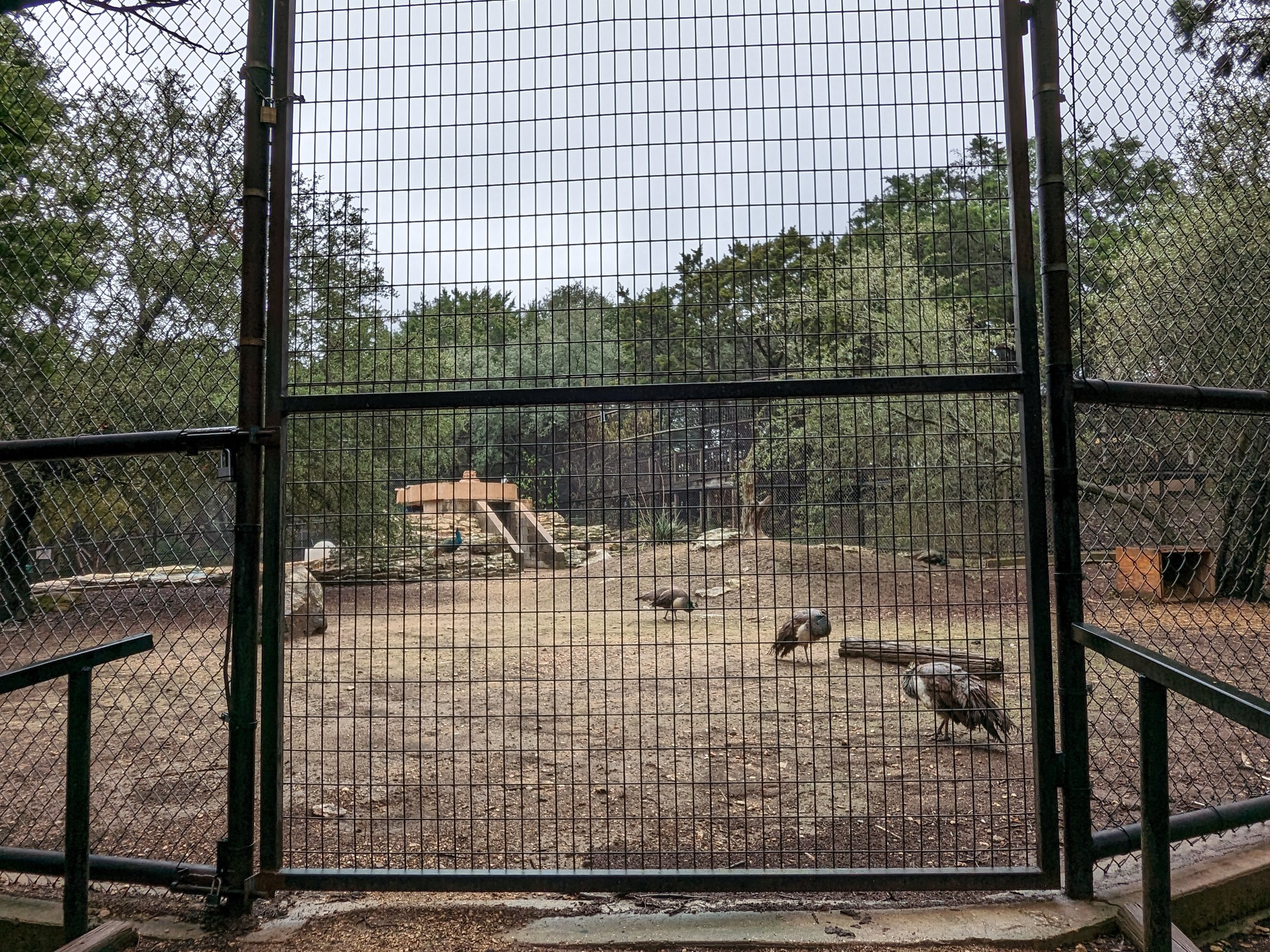 American black bear habitat