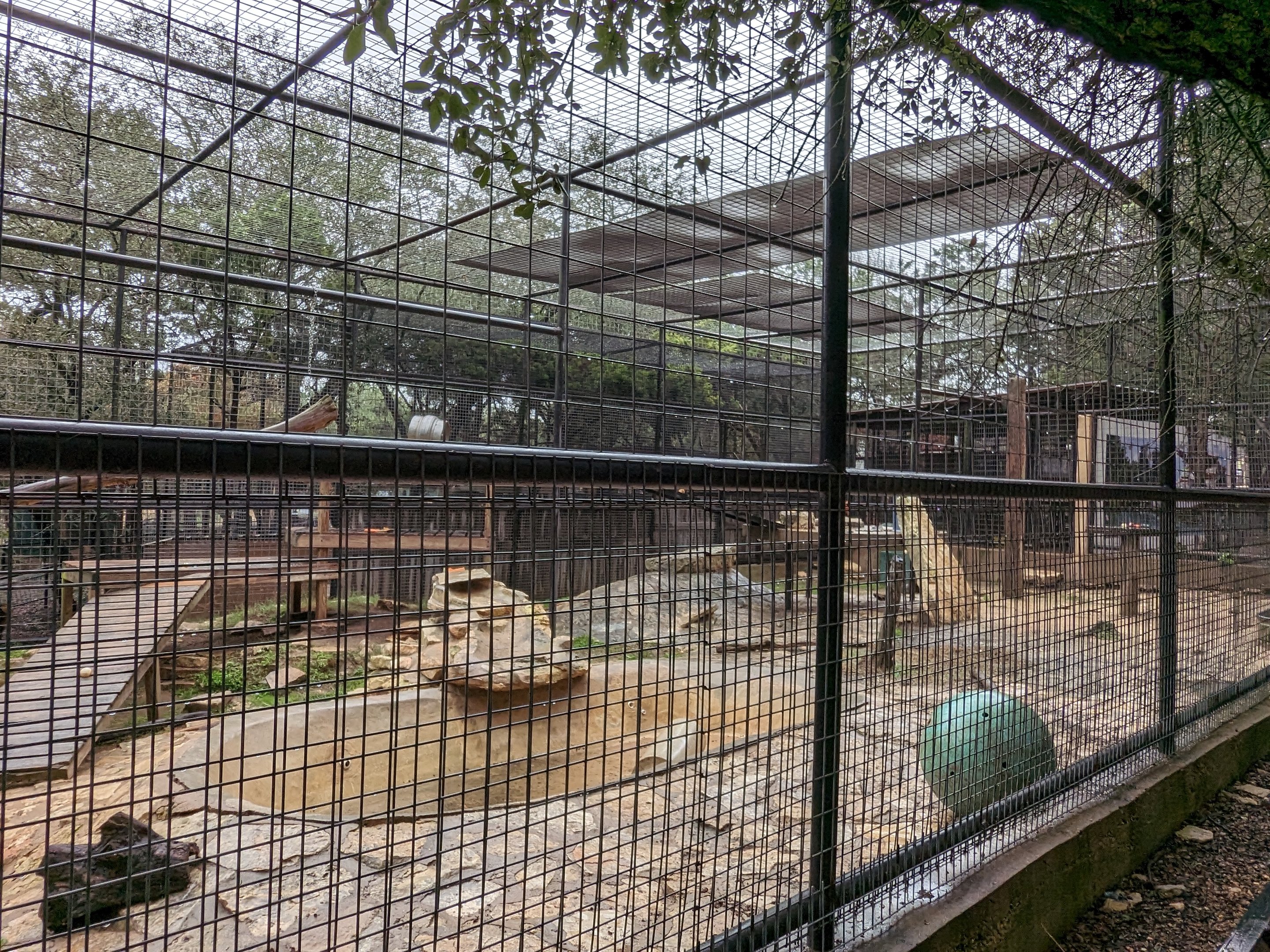 American black bear habitat