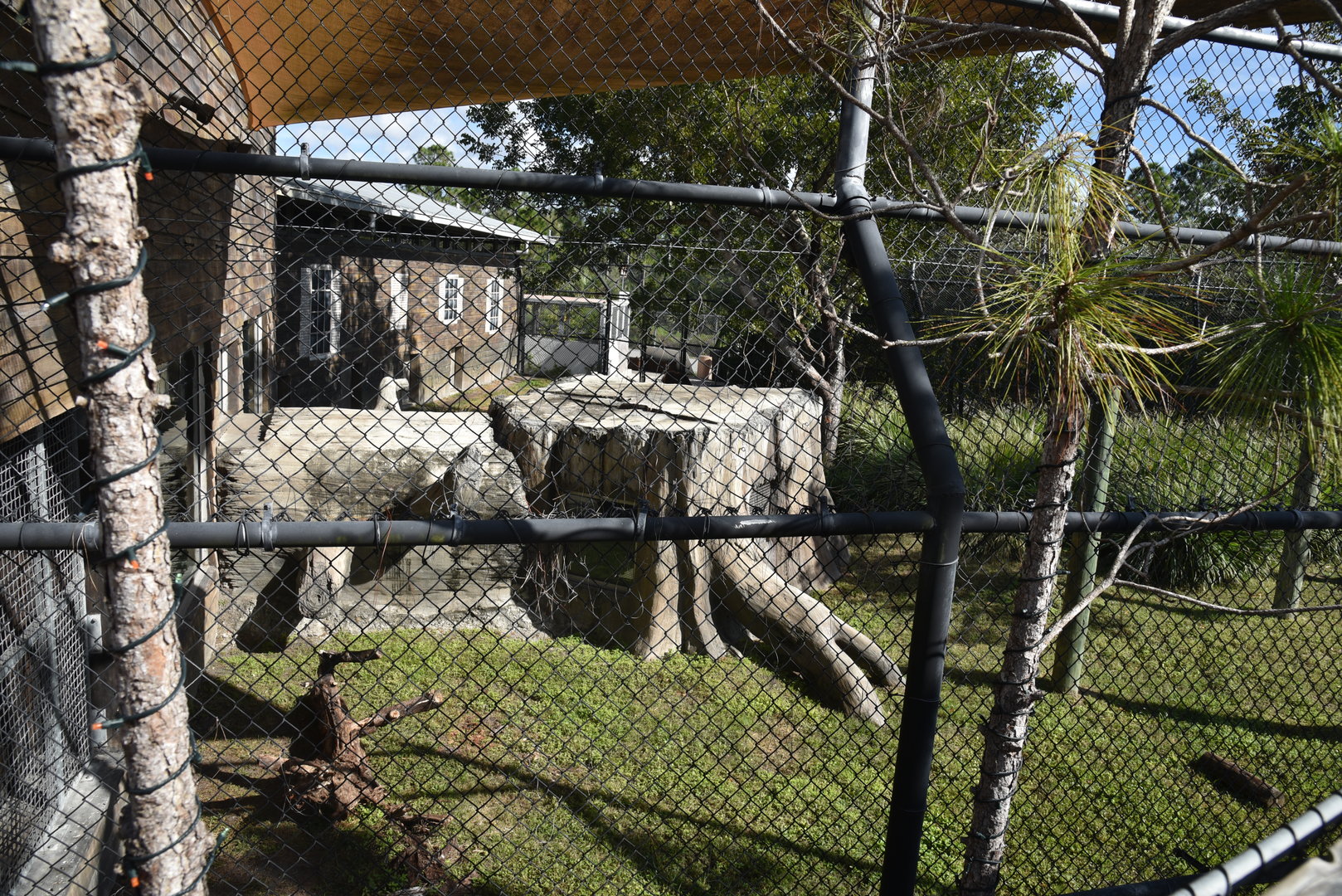 American Black Bear Habitat