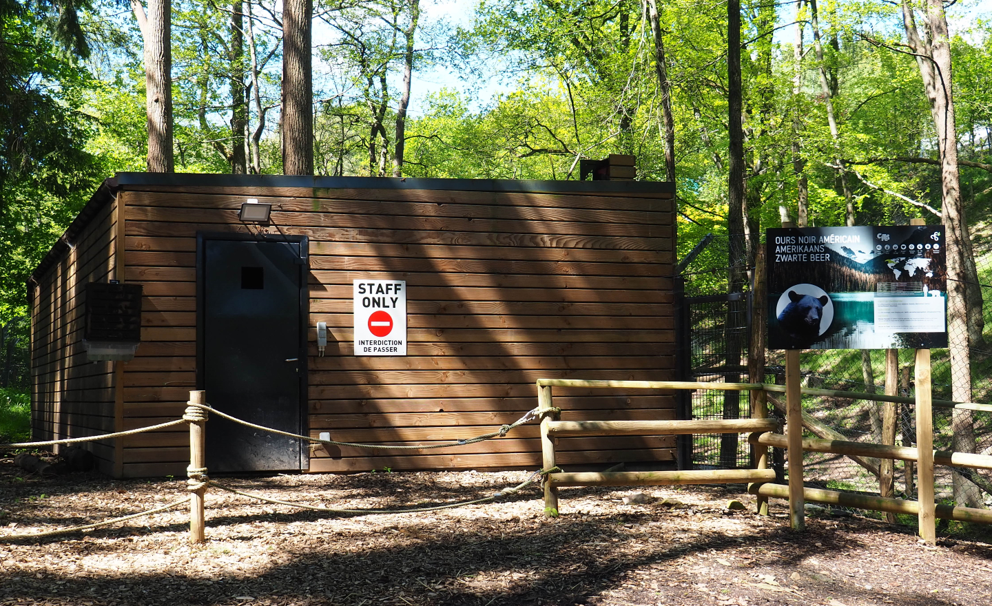 American black bear holding building, 2021-05-29