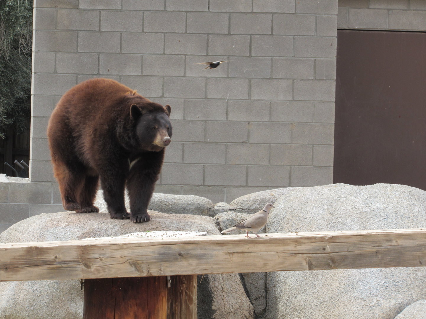 American Black Bear in Adventureland - 3/6/23