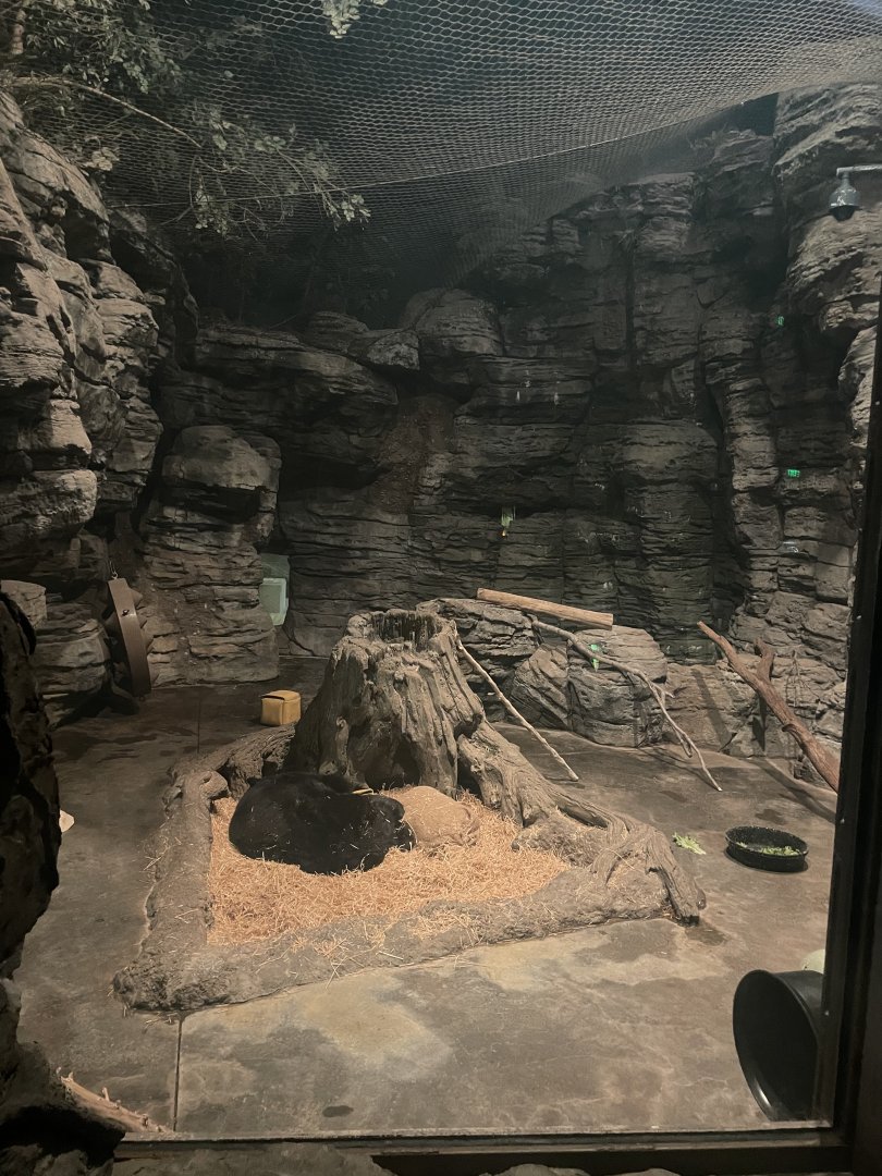 American Black Bear Indoor Exhibit