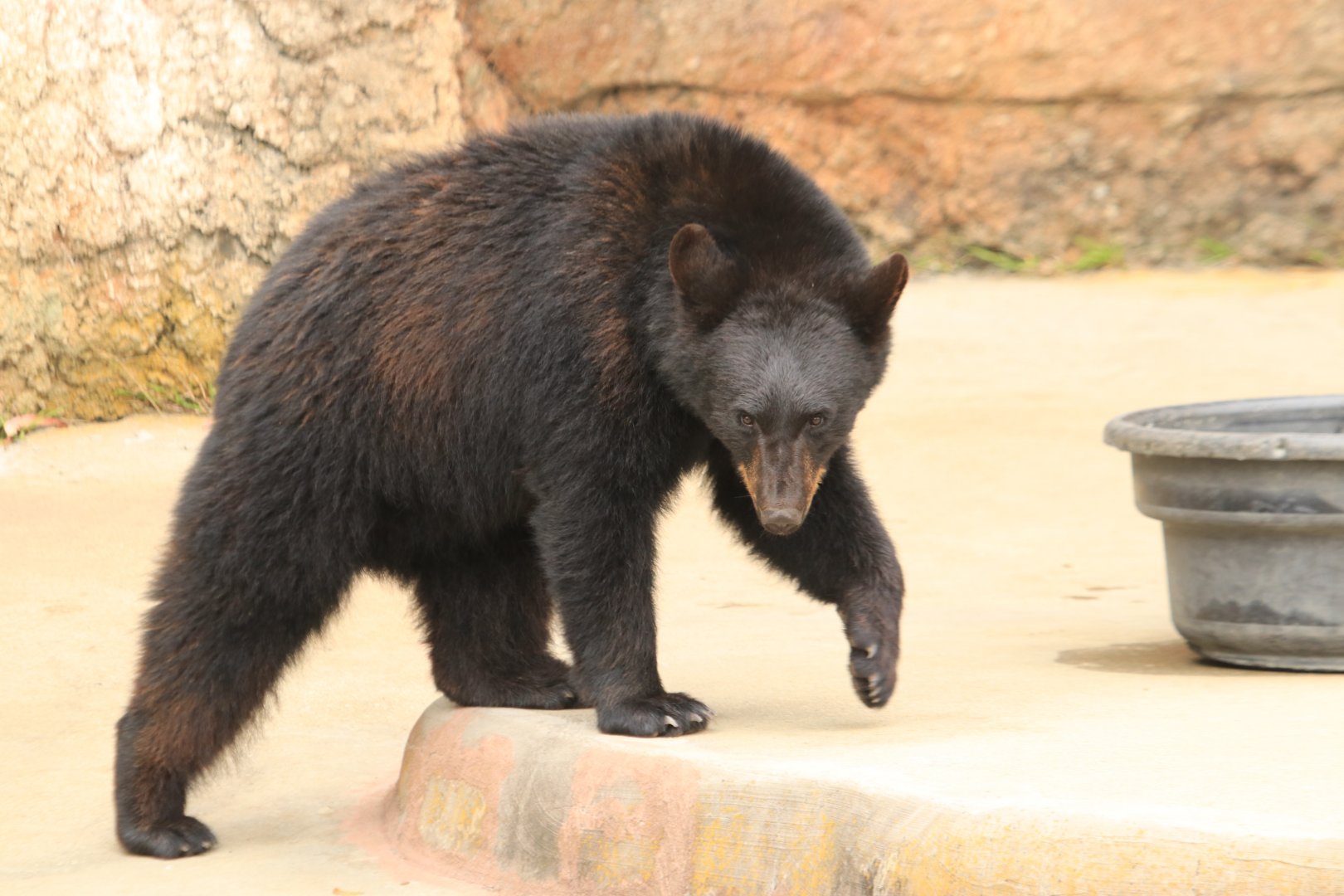 American black bear (June 2019)