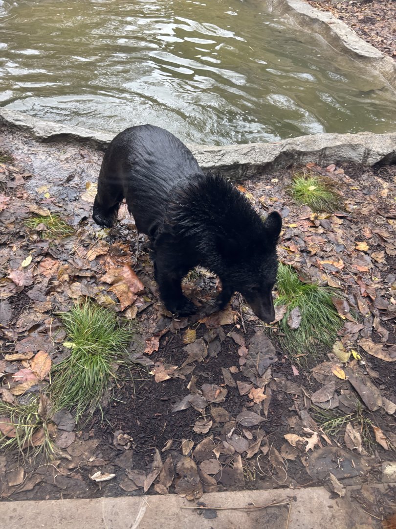 American Black Bear (Juniper)