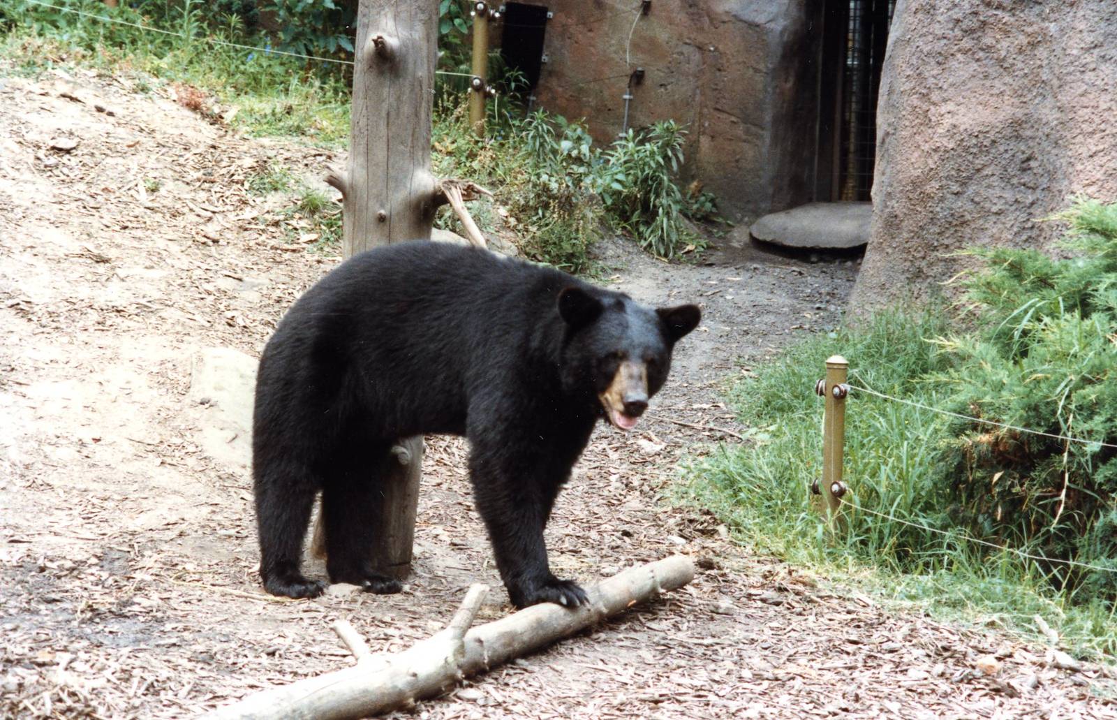 American black bear late 80,s