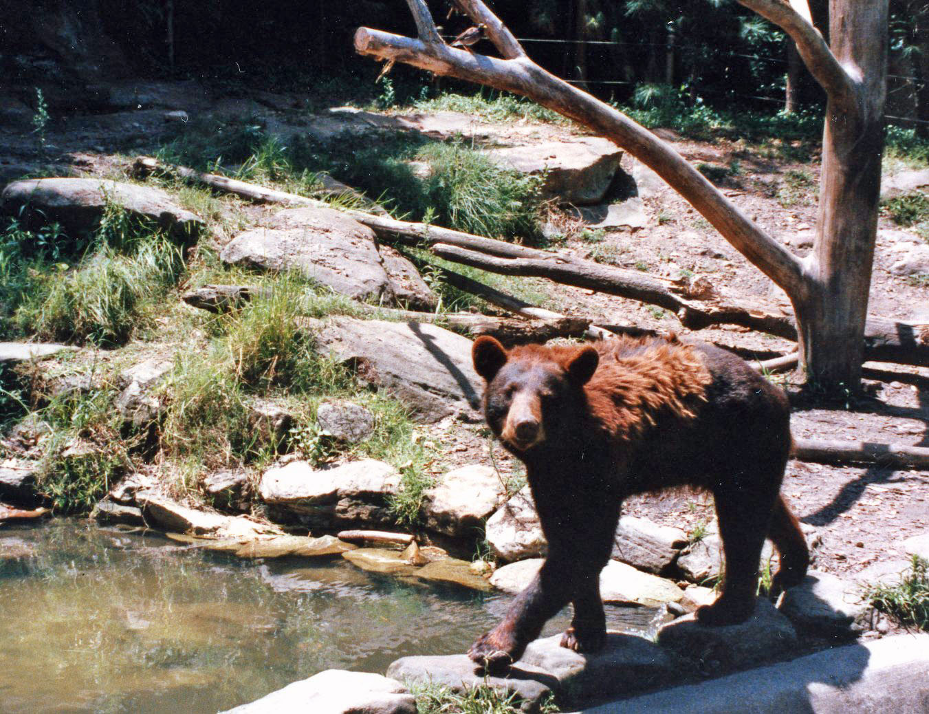 American black bear late 80,s