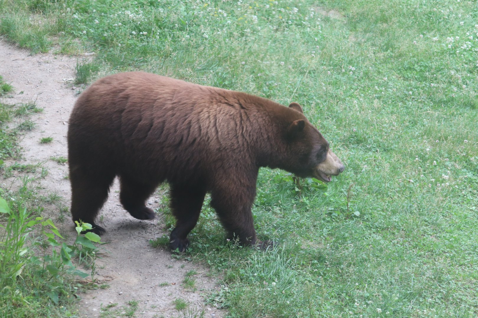 American Black Bear - Maine Wildlife Park