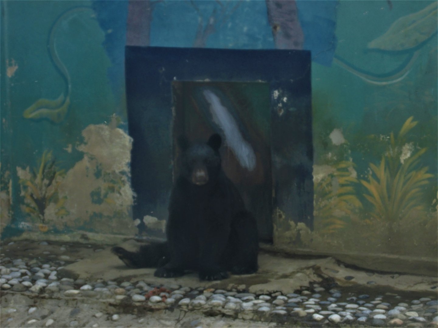 american black bear -mexican subspecies