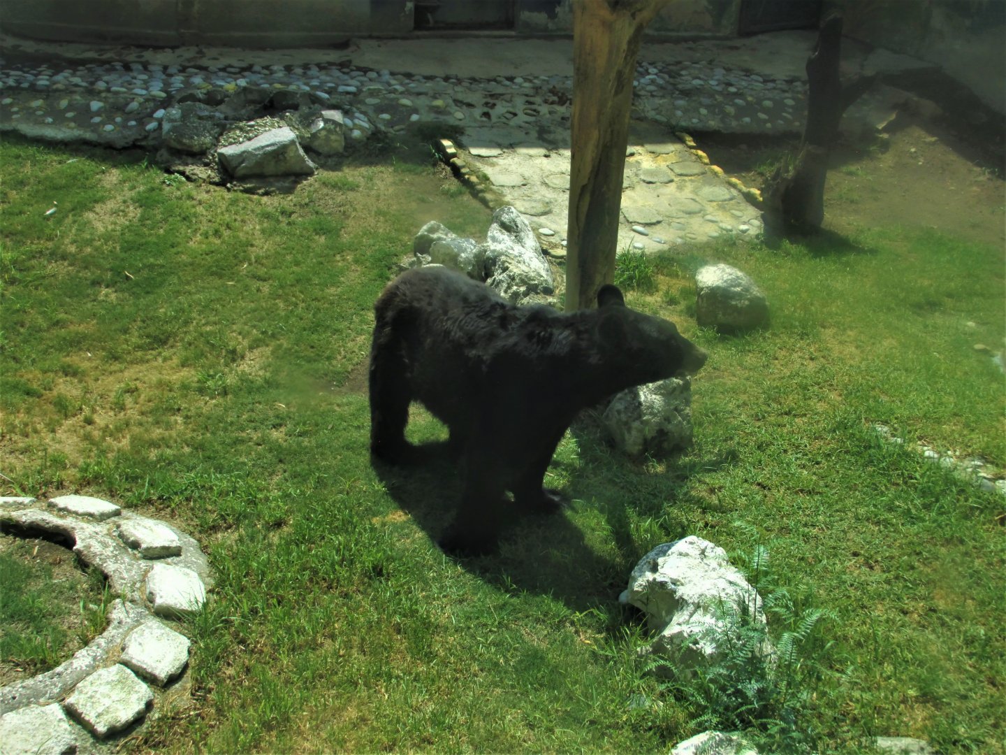 american black bear - mexican subspecies