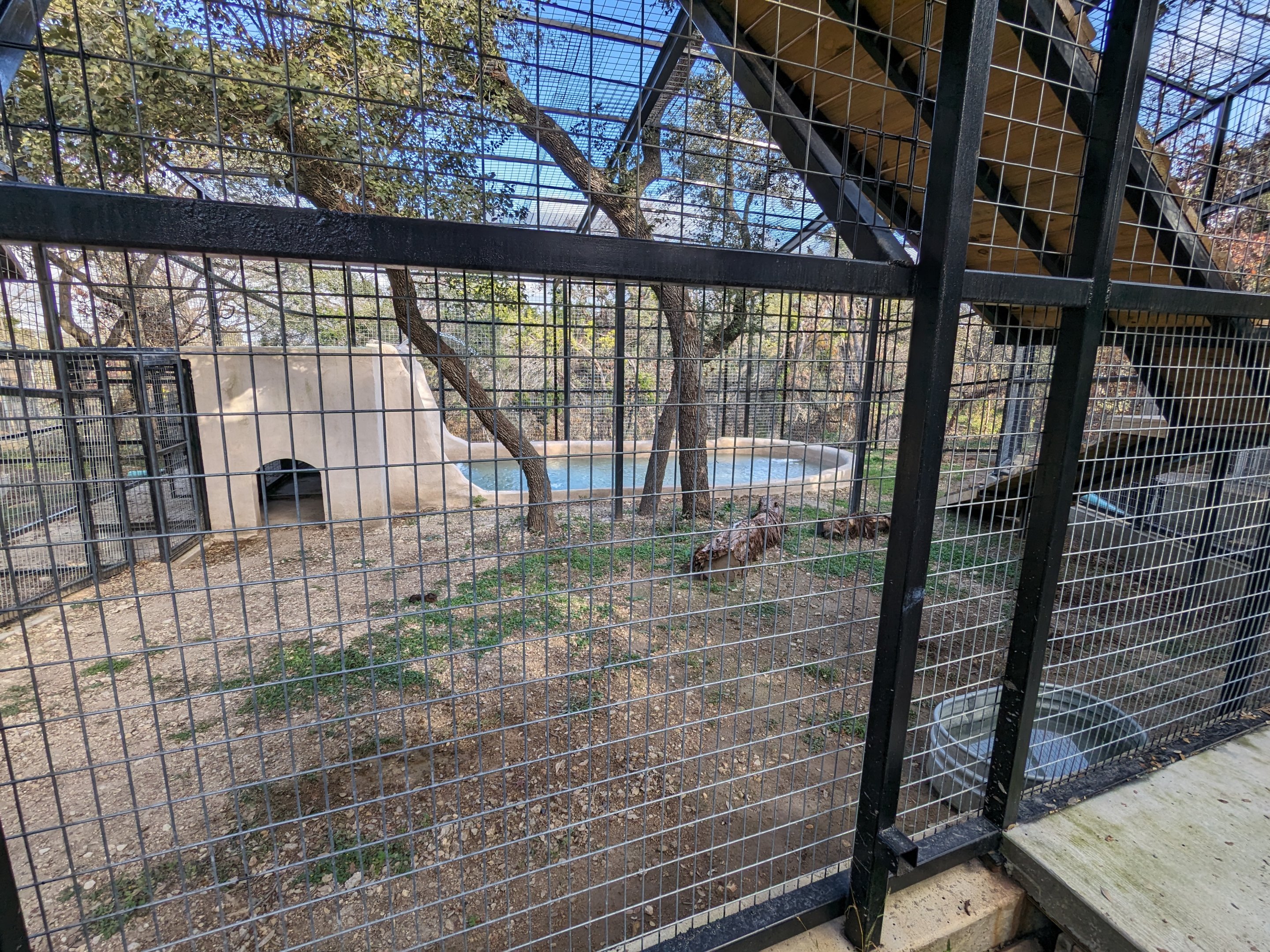 American black bear - new habitat smaller part