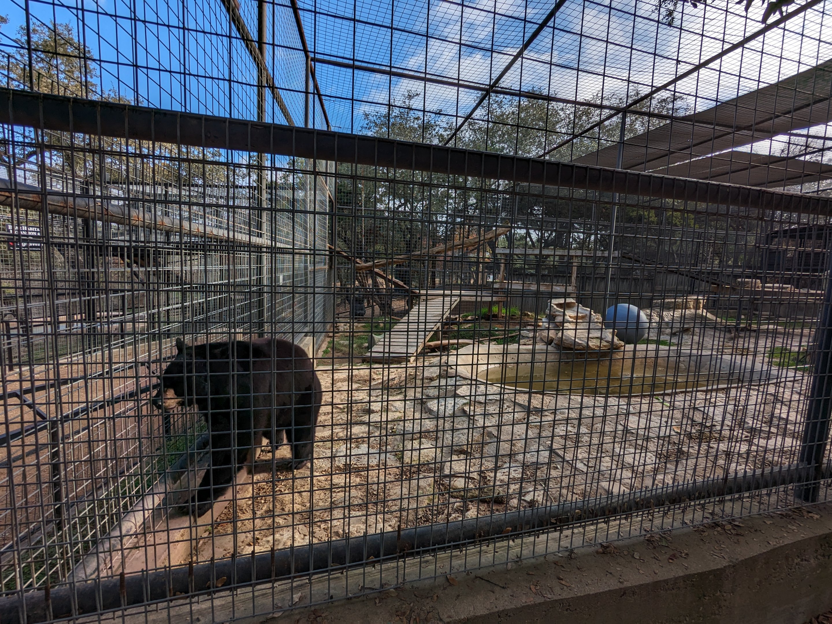 American black bear - new habitat