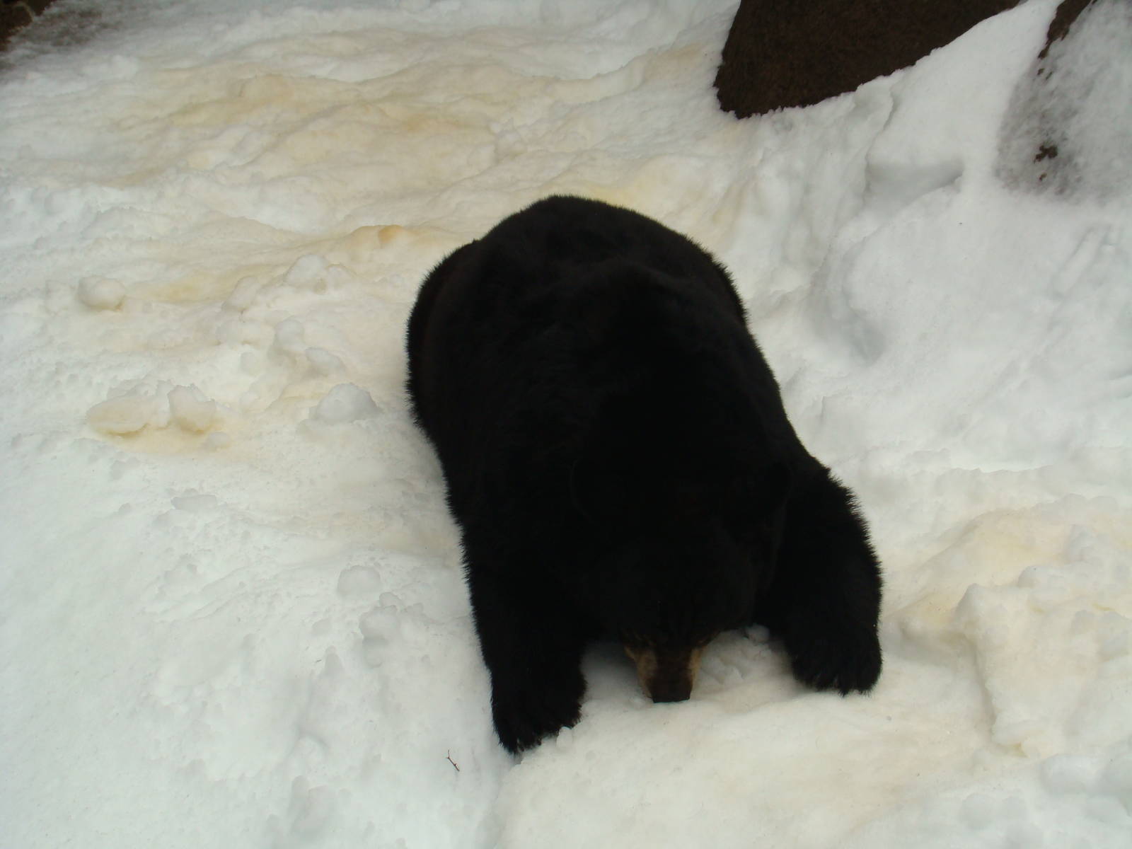 American Black Bear on snow