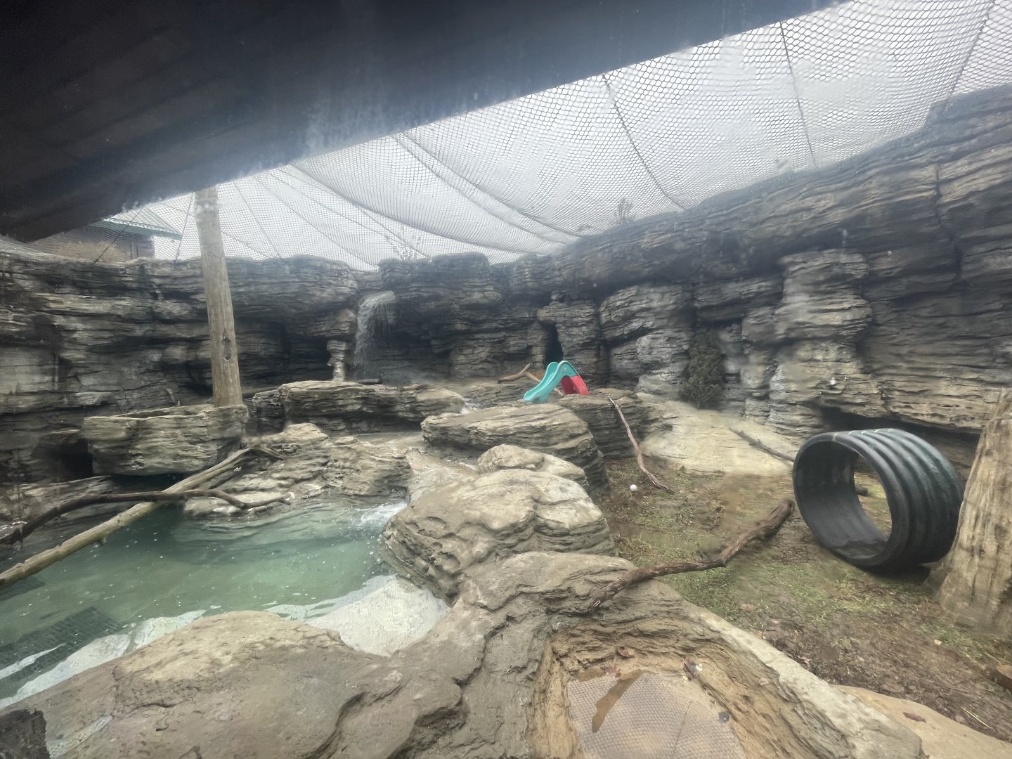 American Black Bear Outdoor Exhibit