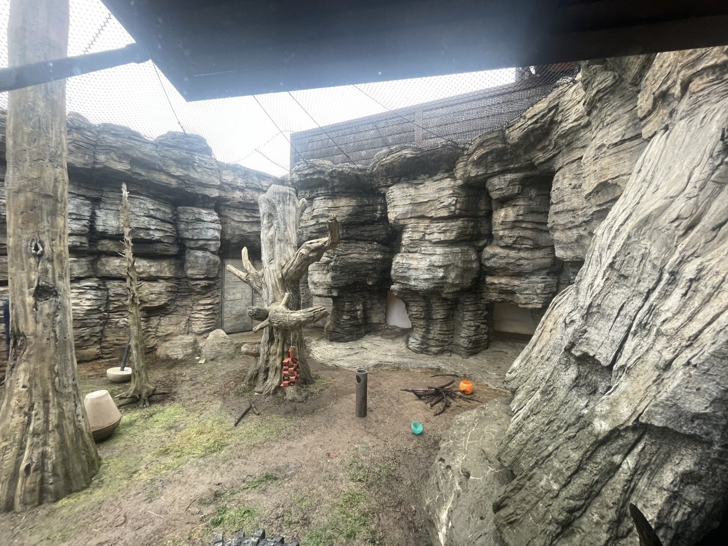 American Black Bear Outdoor Exhibit