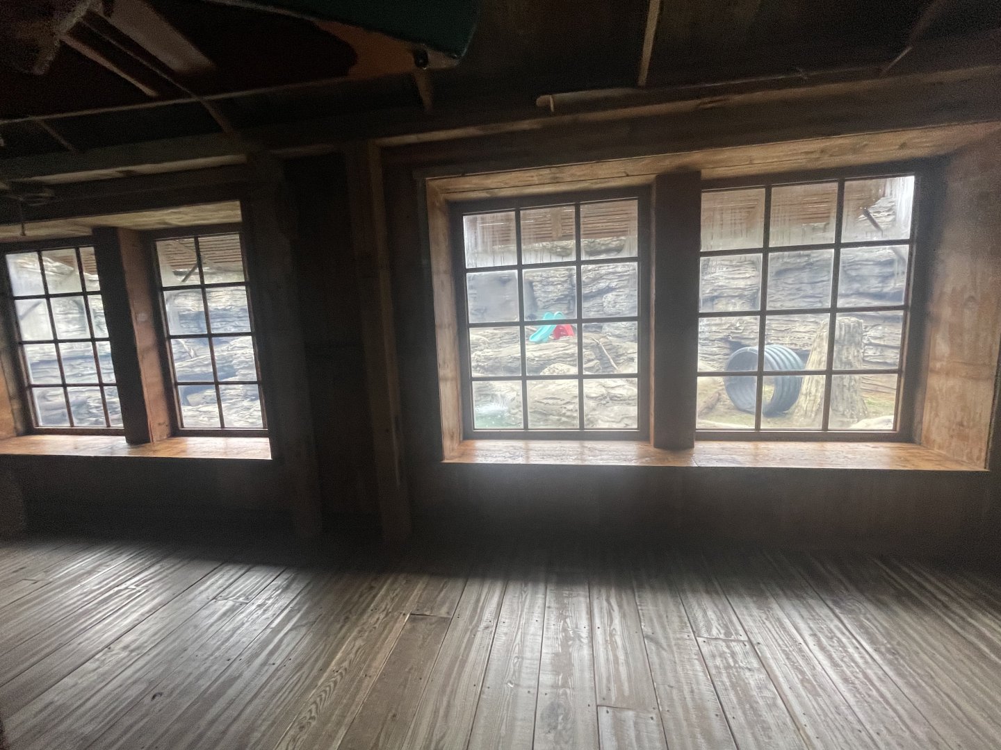 American Black Bear Outdoor Viewing Area