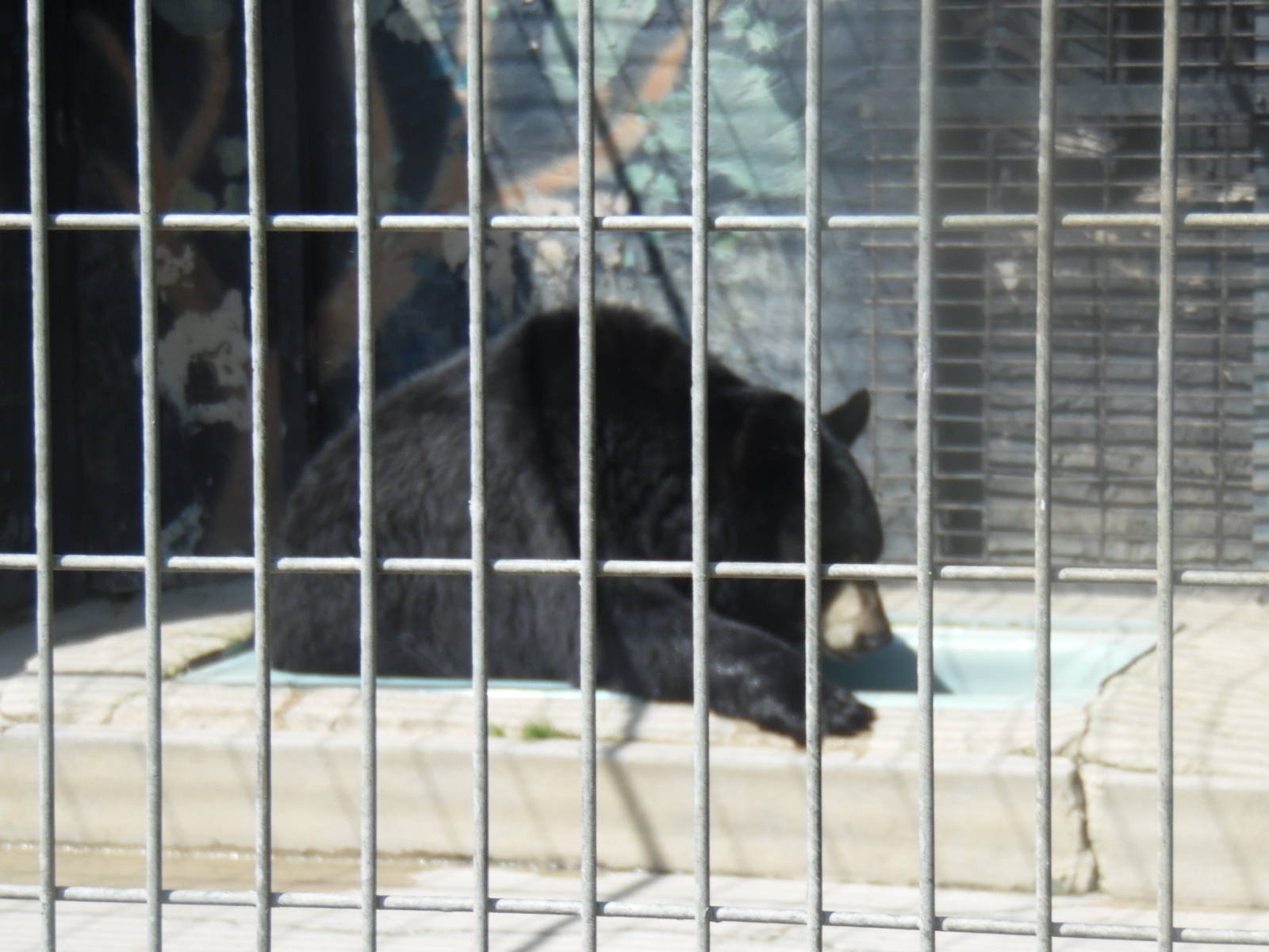 American Black Bear "Pool"