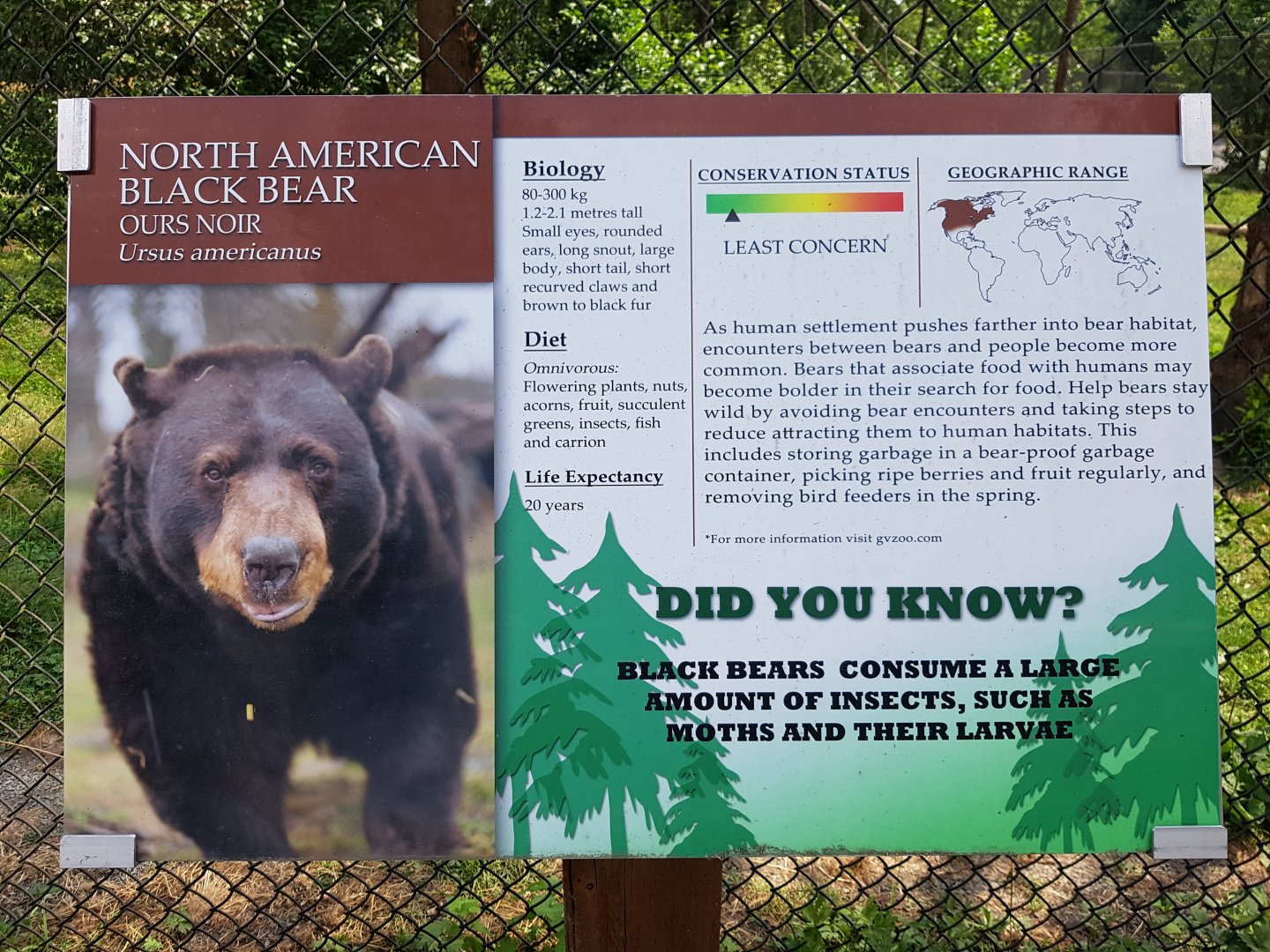 American Black Bear Sign