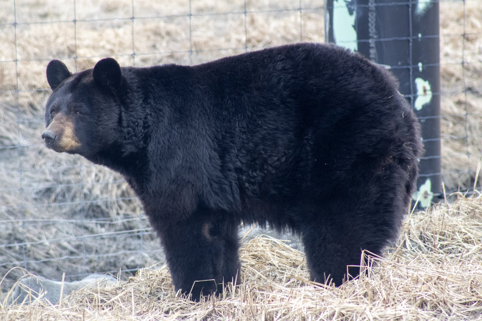 American Black Bear (study)
