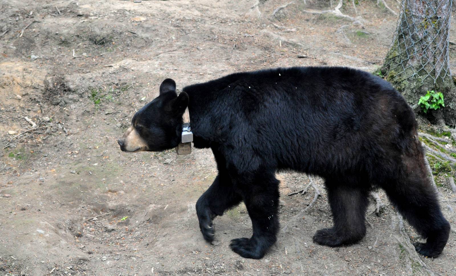 American Black Bear testing a tracking collar for ADFG