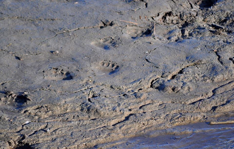 American Black Bear tracks - Alaska