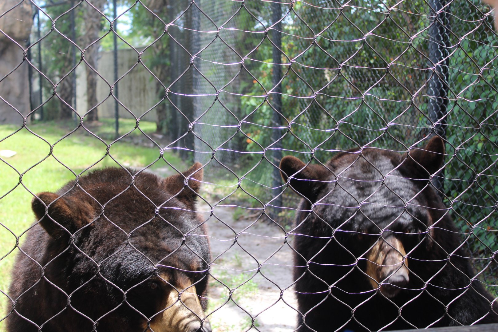 American Black Bear Training - Florida Wetlands