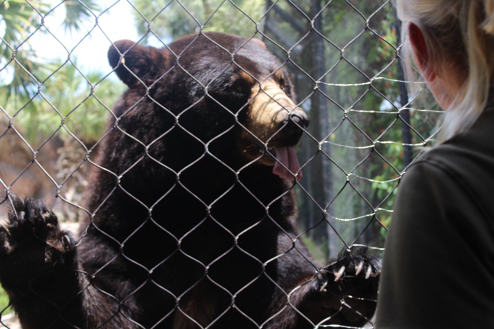 American Black Bear Training - Florida Wetlands