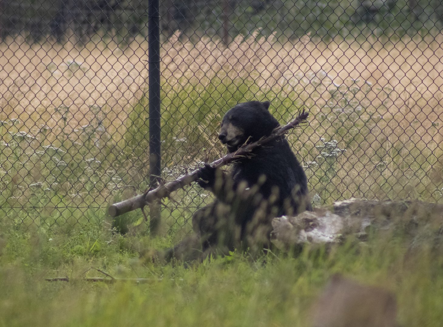 American Black Bear twirling a small log