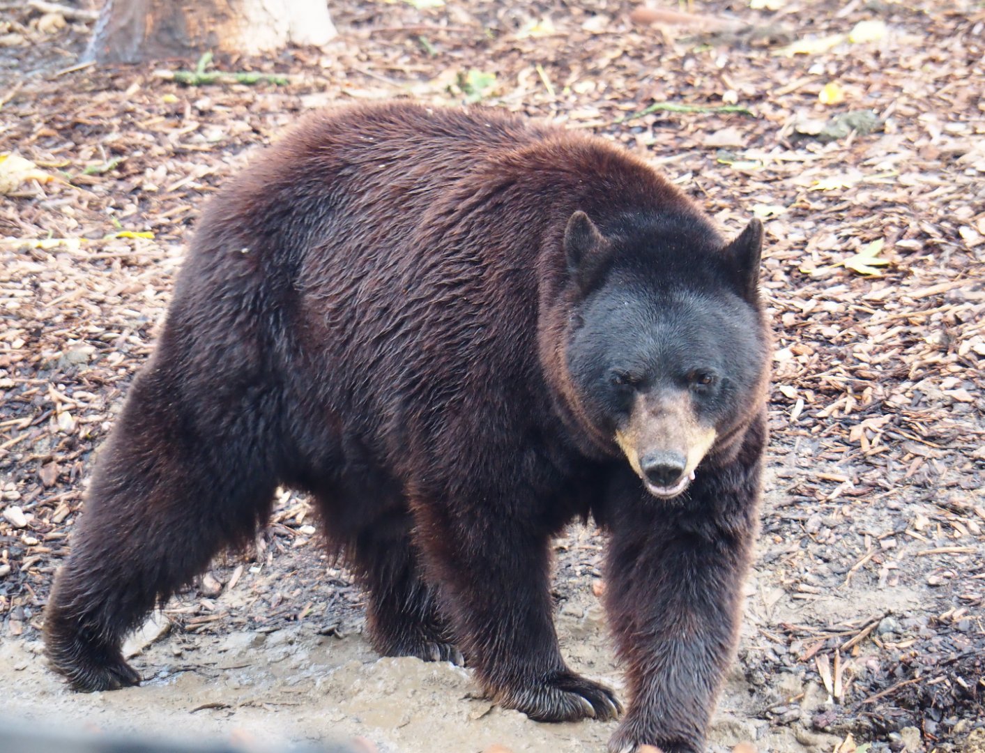 American black bear (Ursus americanus), 2019-10-04