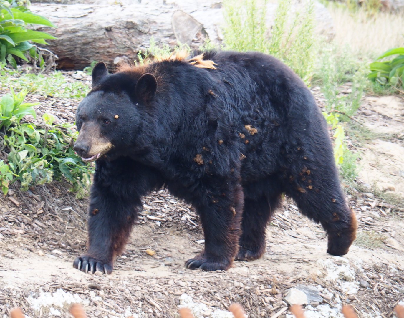 American black bear (Ursus americanus), 2020-09-02