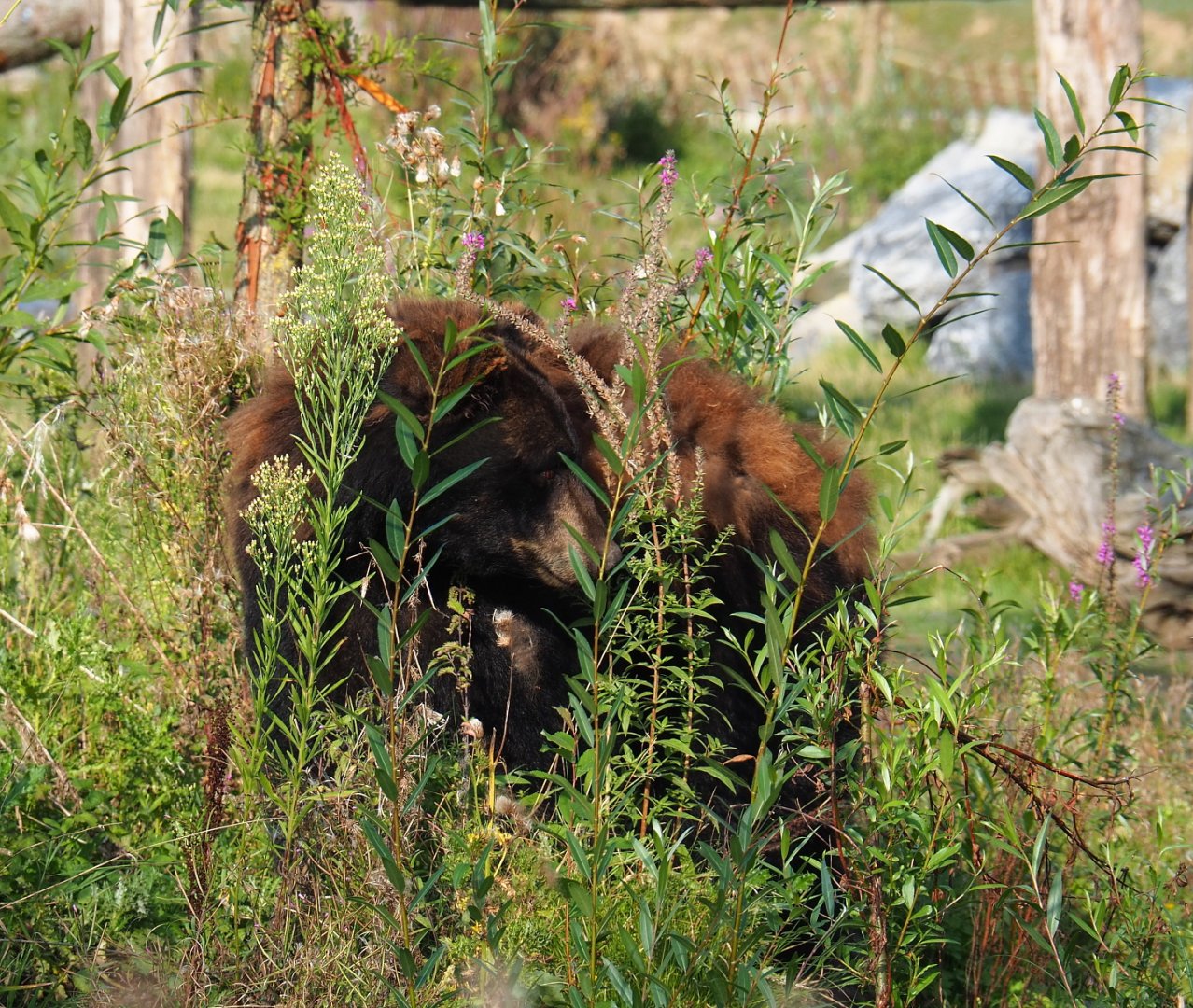 American black bear (Ursus americanus), 2021-09-02