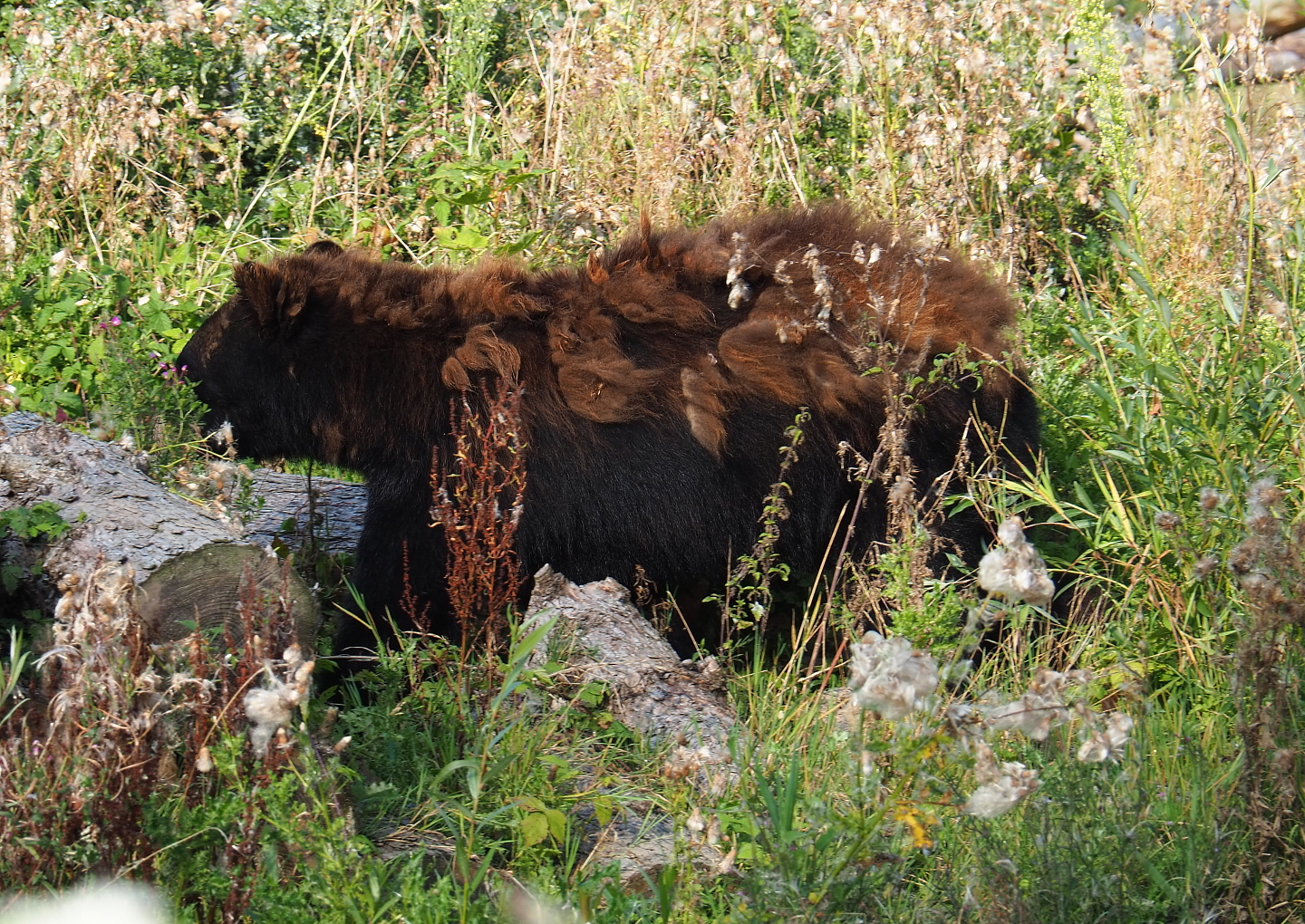 American black bear (Ursus americanus), 2021-09-02