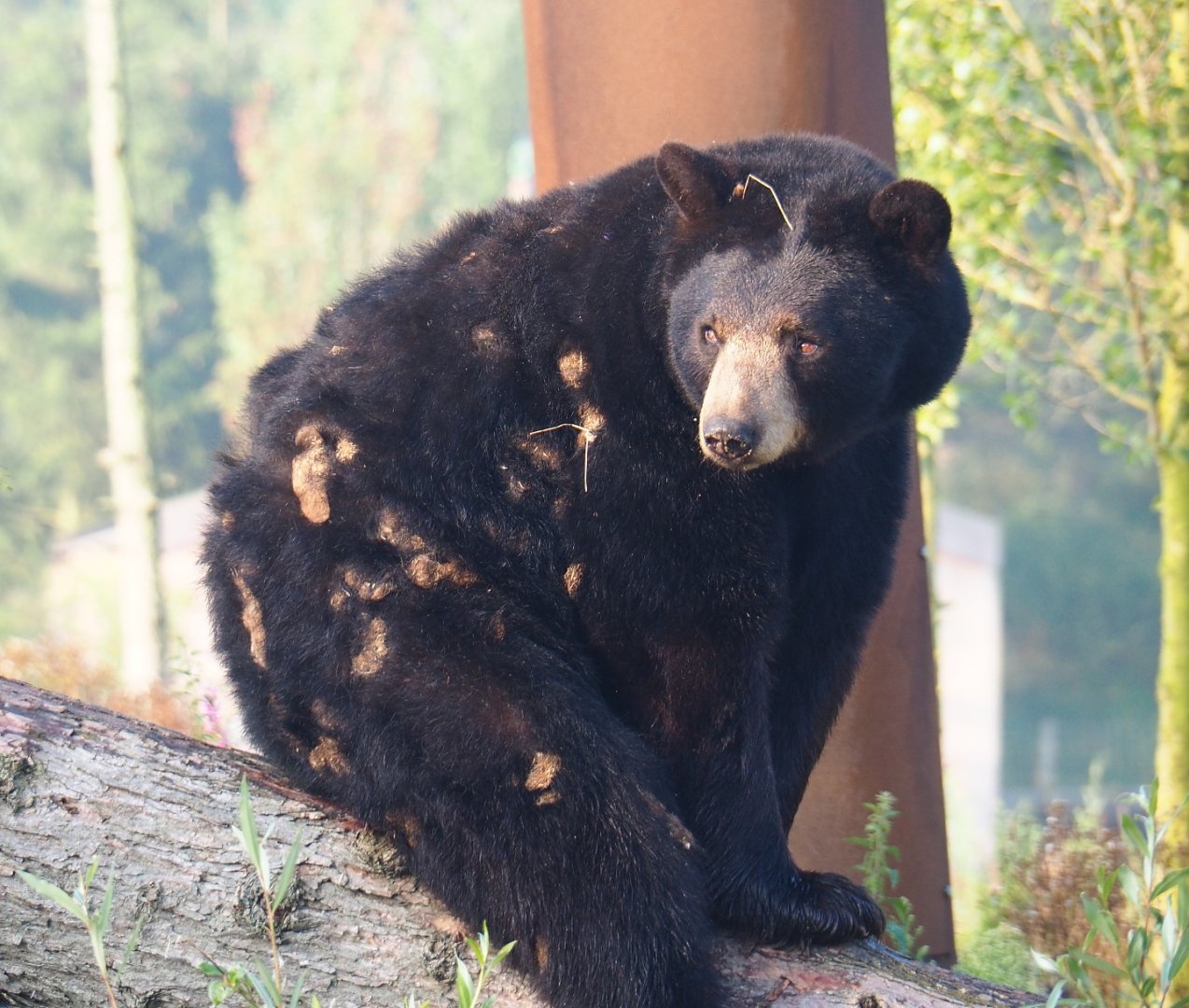 American black bear (Ursus americanus), 2021-09-03