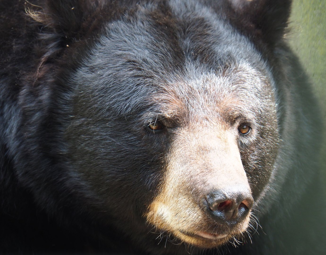 American black bear (Ursus americanus), 2022-05-17