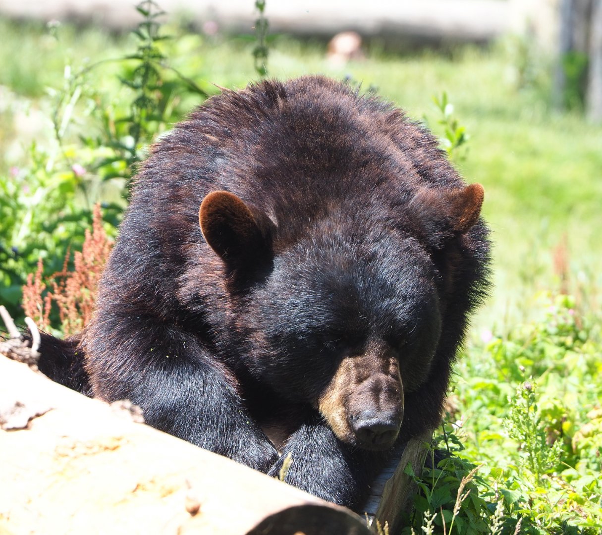 American black bear (Ursus americanus), 2022-06-28