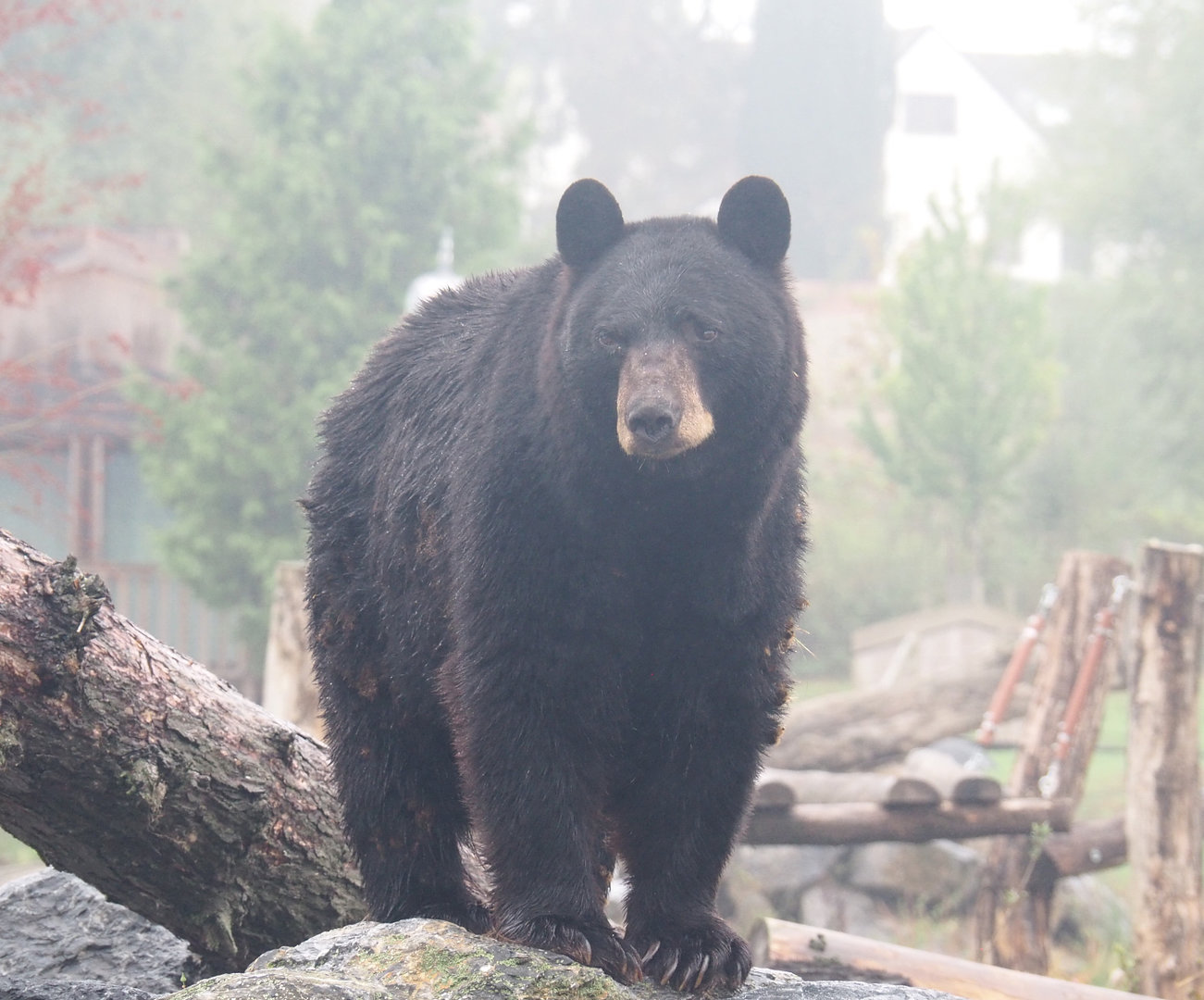 American black bear (Ursus americanus), 2022-09-14
