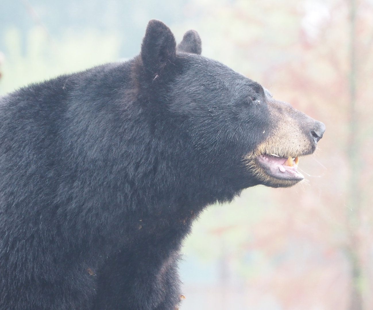American black bear (Ursus americanus), 2022-09-14